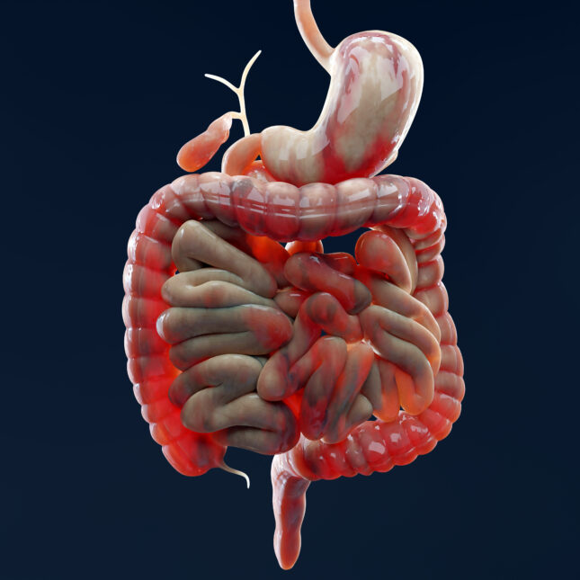 inflamed intestine on a dark blue background