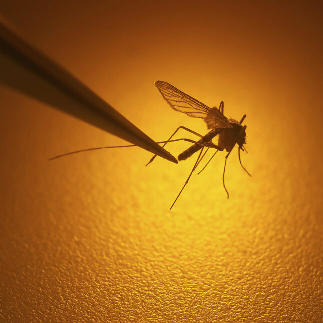 A mosquito in the grip of tweezers under orange spotlight — health coverage from STAT