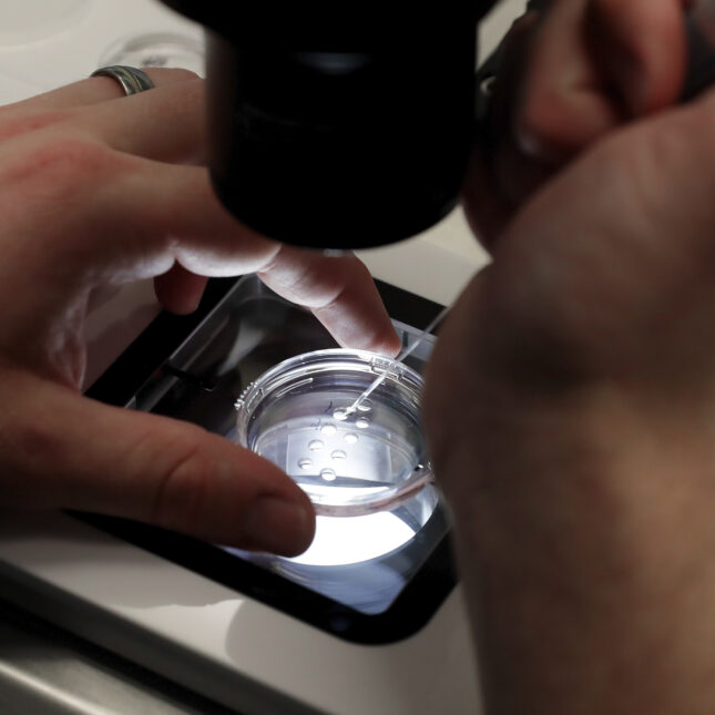 A photograph of someone preparing small petri dishes, each holding several 1-7 day old embryos, for cells to be extracted from each embryo to test for viability at an in vitro fertilization lab