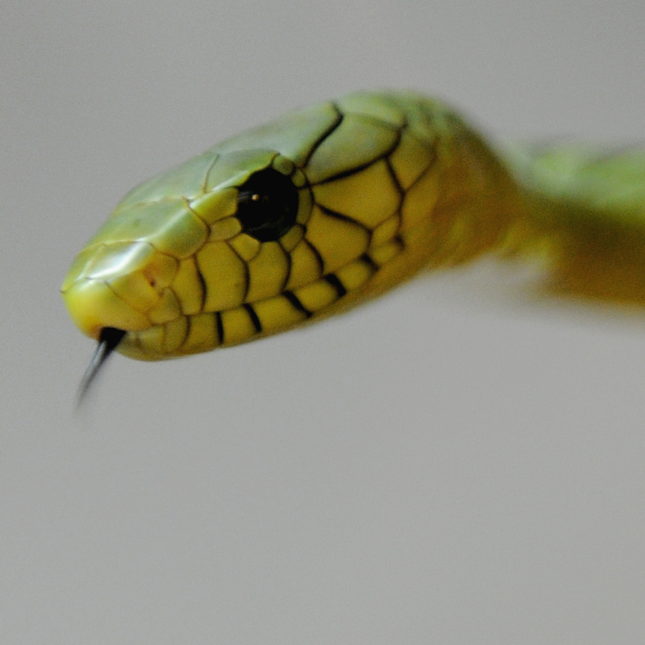 A venomous West African Green Mamba snake