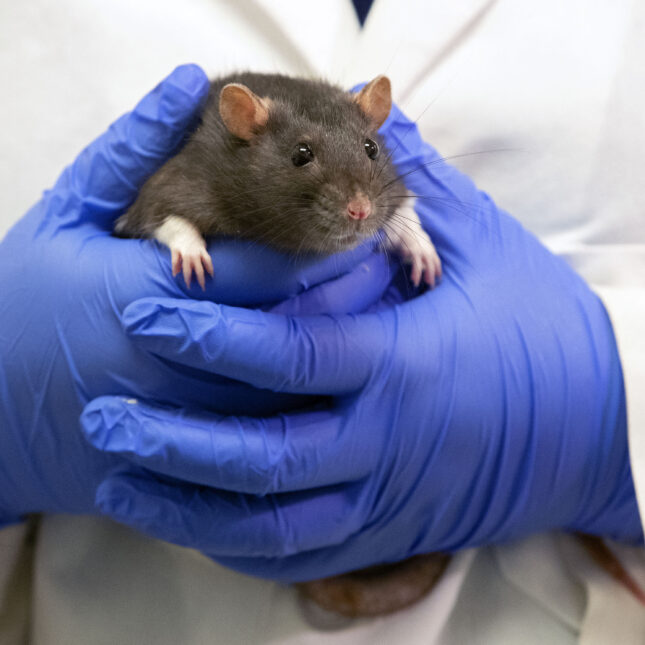 A person wearing blue gloves holds a rat.