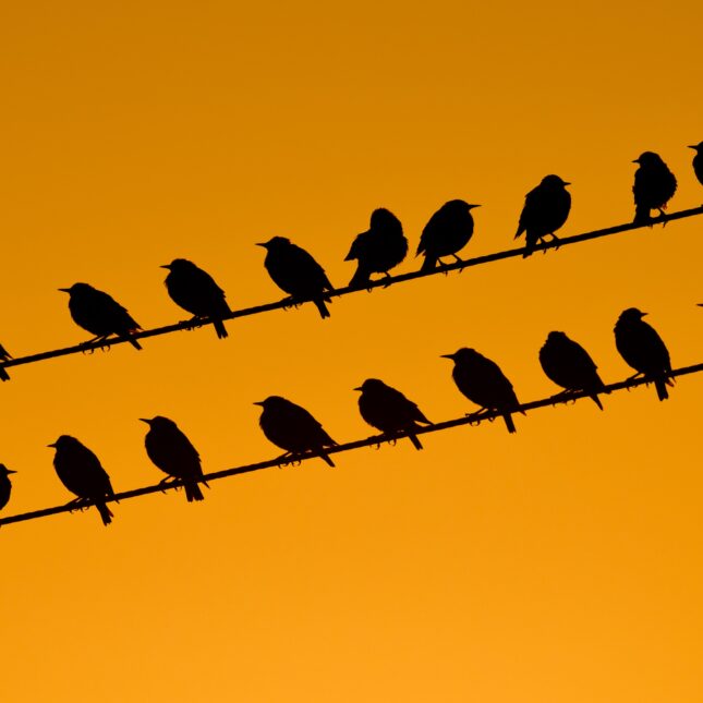 Starlings perch on a power line
